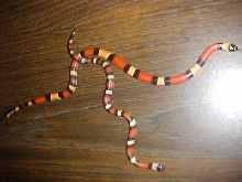 Apricot baby & runt