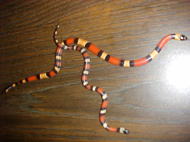Apricot baby & runt