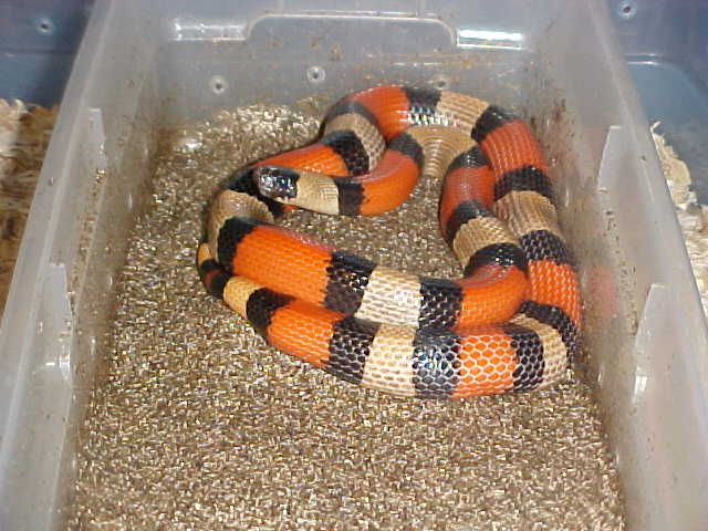 Mama Pueblan Gravid