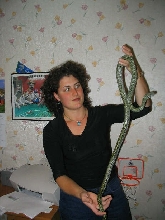 tame K.rat