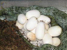 K rat with eggs