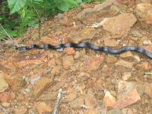 NC black rat