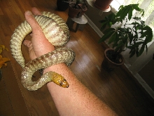 woma male