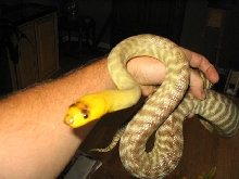 woma