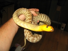 female woma
