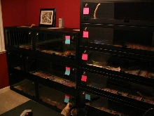 boa room