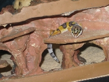 My leo, Popcorn