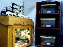 EDB rattler tank and babies