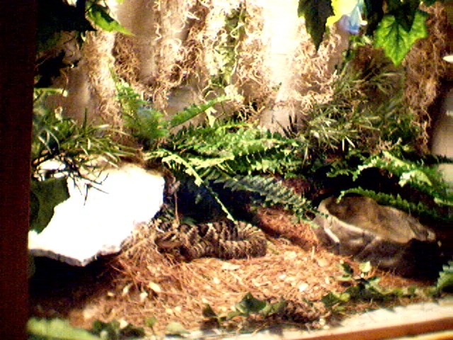 EDB rattler tank with male 4ft (blackram)
