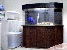 Nonvenomous tanks (blackram)