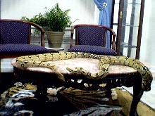 Sitting area in snake room (blackram)