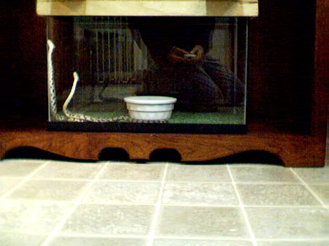 Two Canebrake rattlesnakes 1 yr female juveniles (blackram)