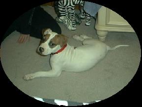 My APBT Tyler