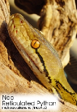 Reticulated python - Neo