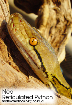 Reticulated python - Neo