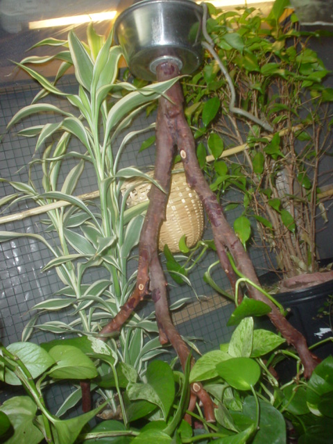 Asian Vine Snake cage