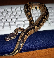 Lenny, my normal ball