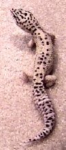 Pfylo (top)