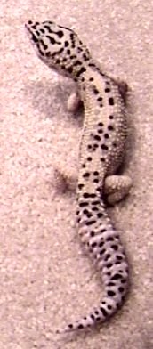 Pfylo (top)