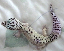 Pfylo (on bed)