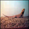 sampson