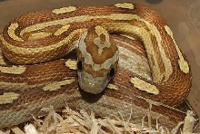 Caramel Motley