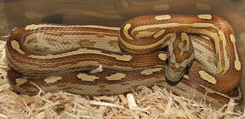 Caramel Motley