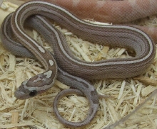 Anery Pinstripe