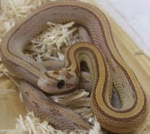 Amber Stripe Male