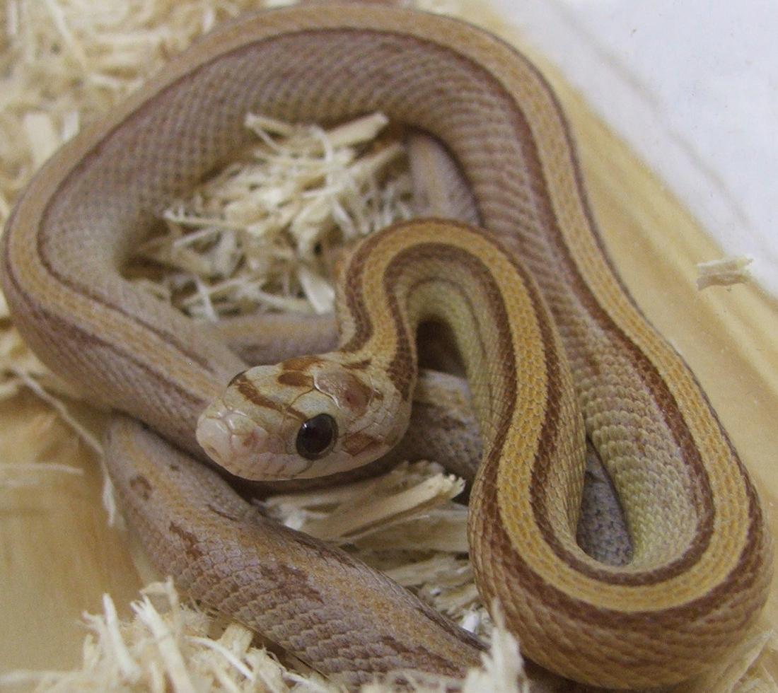 Amber Stripe Male