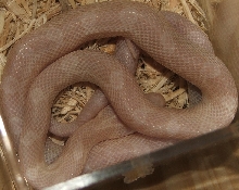 Blizzard Male