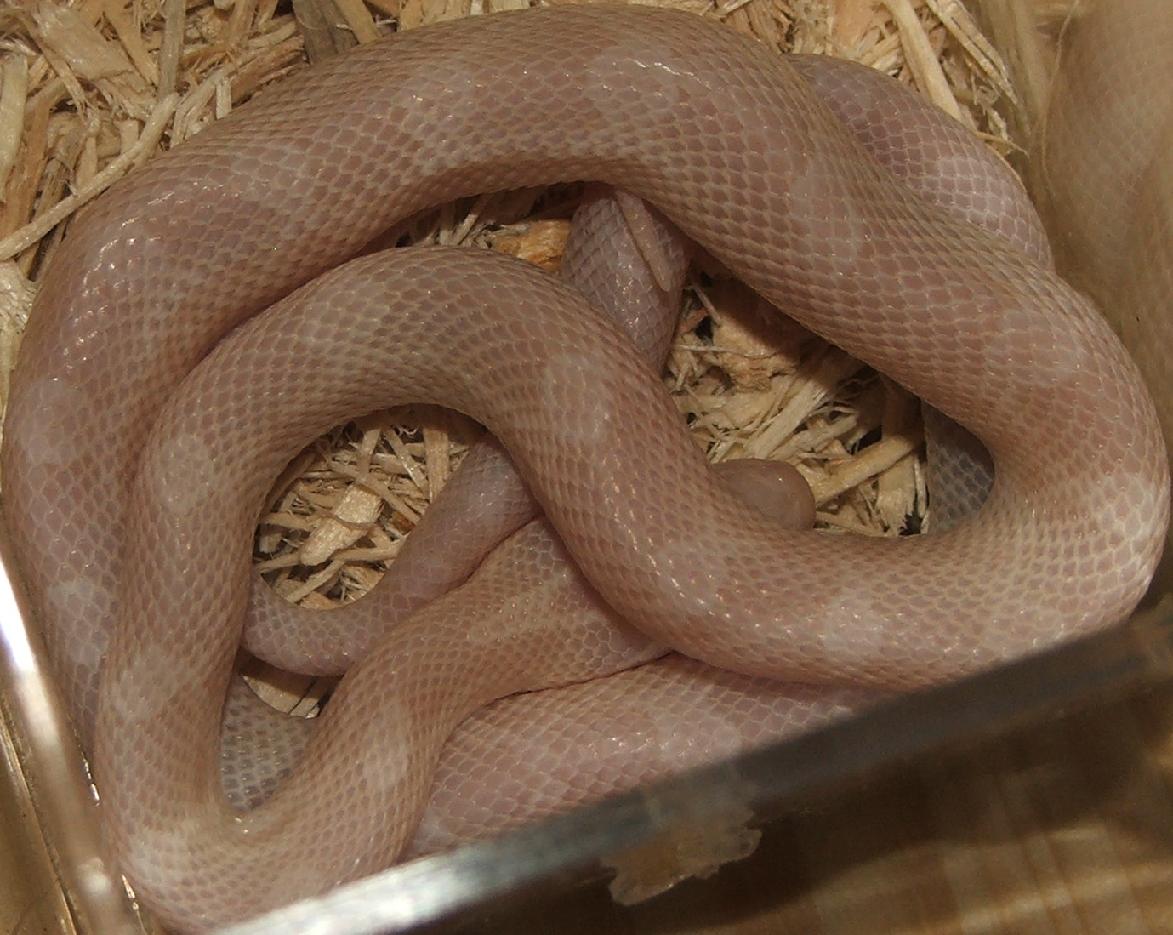 Blizzard Male