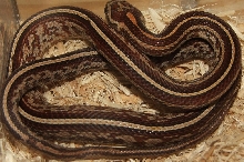 Tessera Male