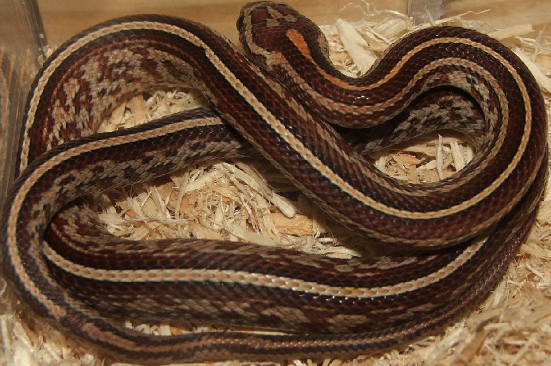 Tessera Male