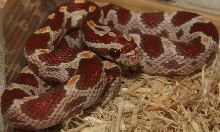 Ultramel Female