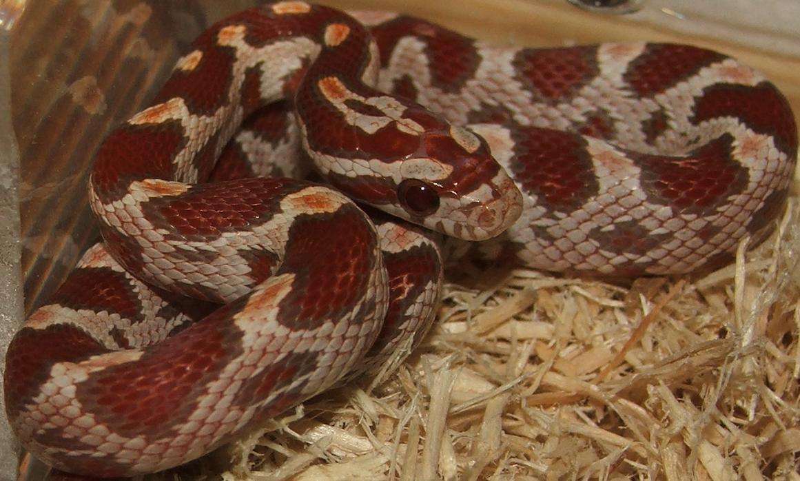 Ultramel Female