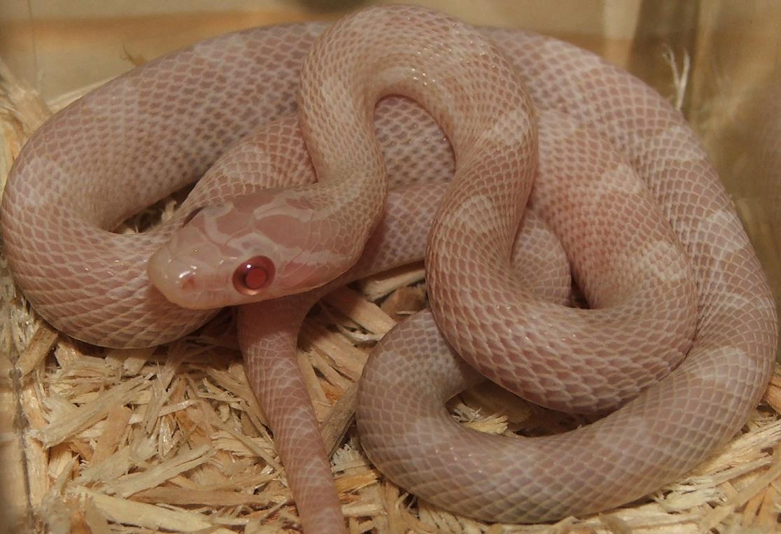 Blizzard Male