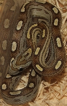 Caramel Motley Female