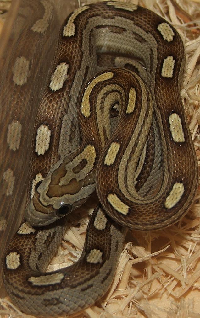 Caramel Motley Female