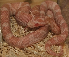 Hypo Opal Female