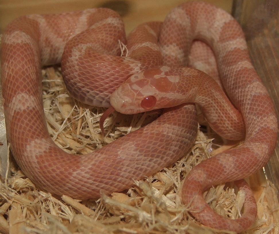 Hypo Opal Female