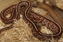 Tessera Male