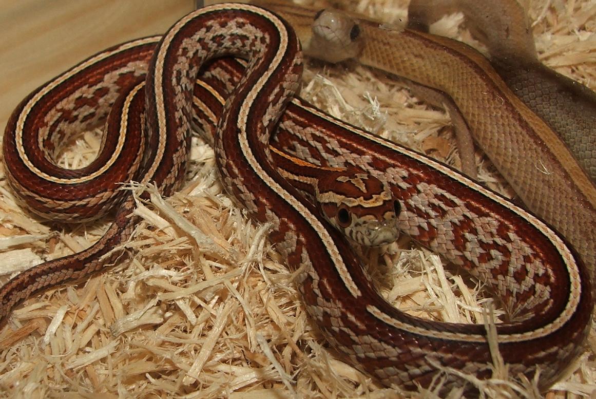 Tessera Male