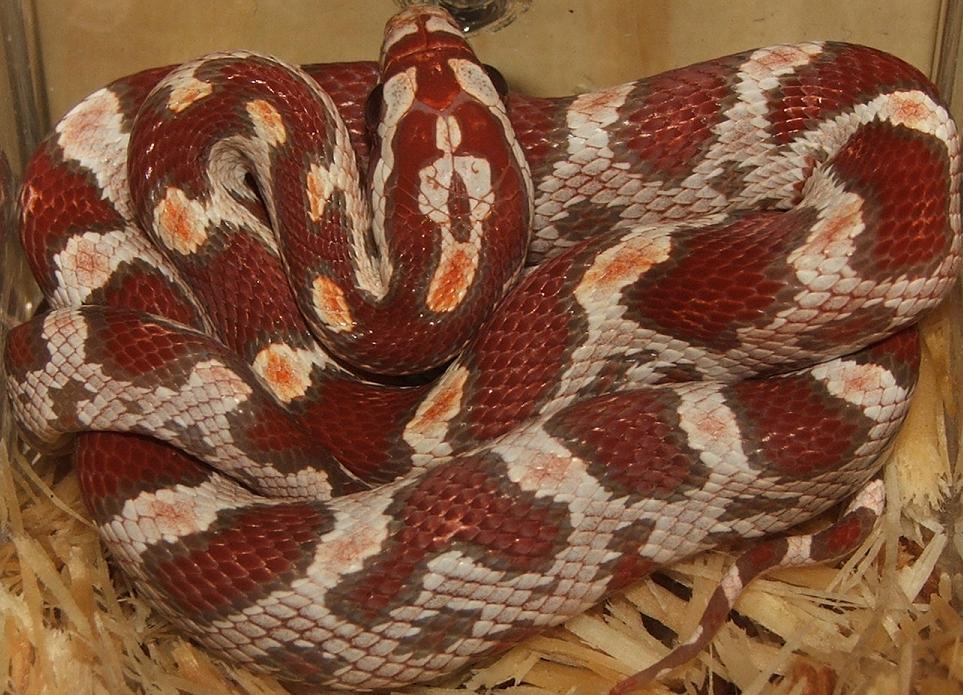 Ultramel Female