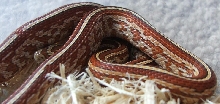 Tessera