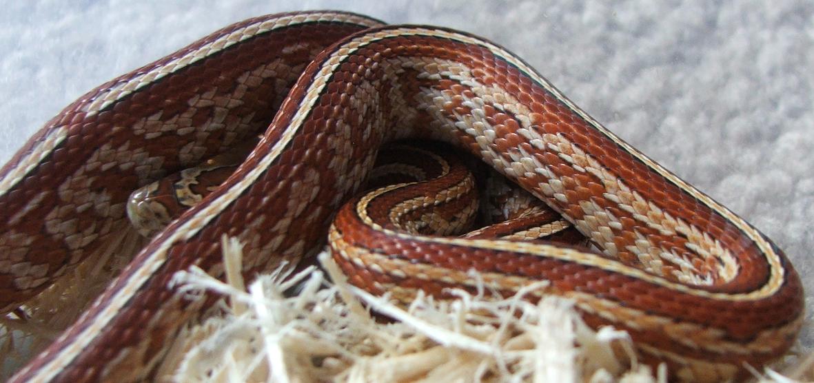 Tessera