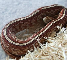 Tessera