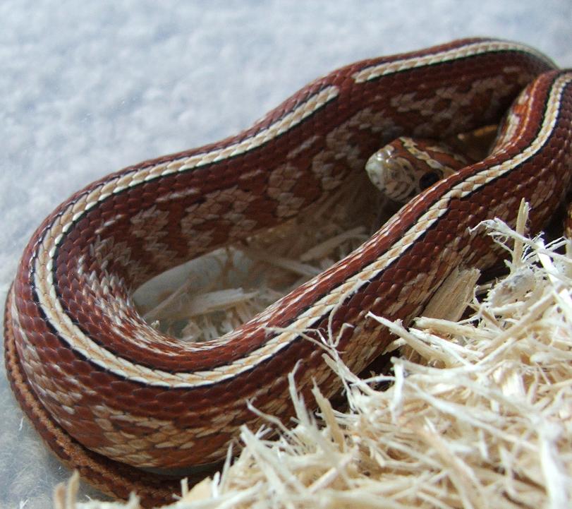 Tessera