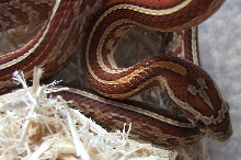 Tessera