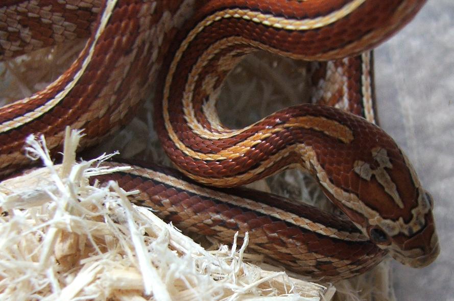 Tessera